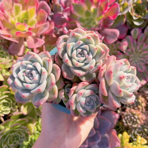 �����A�� Alba Beauty �Q�� �݌ɋ͏� �V���� ���_�� �ϗt�A�� �C���e���A �O���[�� �G�P�x���A �Z�_�� �A�G�I