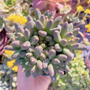 �u�����v���c�̏�#A065 ��Q�� �����A�� ���_�� �ϗt�A�� �C���e���A �O���[�� �G�P�x���A �Z�_�� �A�G�I