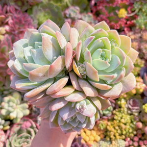 �����A�� Sedum suaveolens ��Q�� �V���� ���_�� �ϗt�A�� �C���e���A �O���[�� �G�P�x���A �Z�_�� �A�G�I