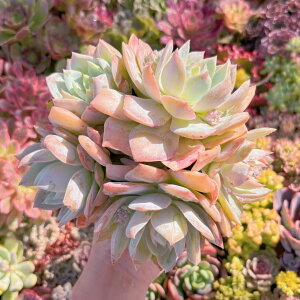 �u�����vSedum suaveolens#231 ��Q�� �V���� �����A�� ���_�� �ϗt�A�� �C���e���A �O���[�� �G�P�x���A �Z�_�� �A�G�I