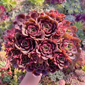 �u�����vKlaus Rose#K016 ����Q�� �V���� �����A�� ���_�� �ϗt�A�� �C���e���A �O���[�� �G�P�x���A �Z�_�� �A�G�I