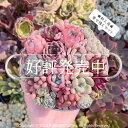 ＜るる農園寄せ植え用セット＞ 多肉植物 初心者向け 新入荷 るる農園 観葉植物 インテリア グリーン エケベリア セダム アエオ