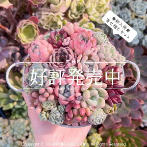 _񂹐ApZbg A SҌ V _ ϗtA CeA O[ GPxA Z_ AGI