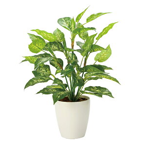 A[gO[ lHϗtA G} ̊y tbVfBtFoLAL