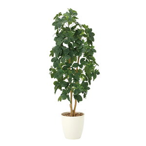 A[gO[ lHϗtA G} ̊y VFt1.6