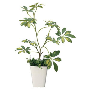 A[gO[ lHϗtA G} ̊y VFt