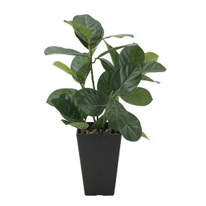 �A�[�g�O���[�� �l�H�ϗt�A�� ���G�} ���̊y�� �p���̖�