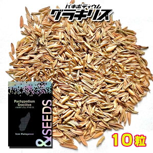 yq10zpL|fBEOLX Pachypodium rosulatum var. gracilius  򍪐Ȃ㖼 q ۉ{ }_KXJ