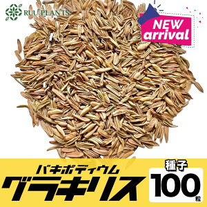 �N�����ʃZ�[���y��q100���z�p�L�|�f�B�E���O���L���X Pachypodium rosulatum var. gracilius �� �򍪐A���̑㖼�� ��q �ۉ�{ �}�_�K�X�J��