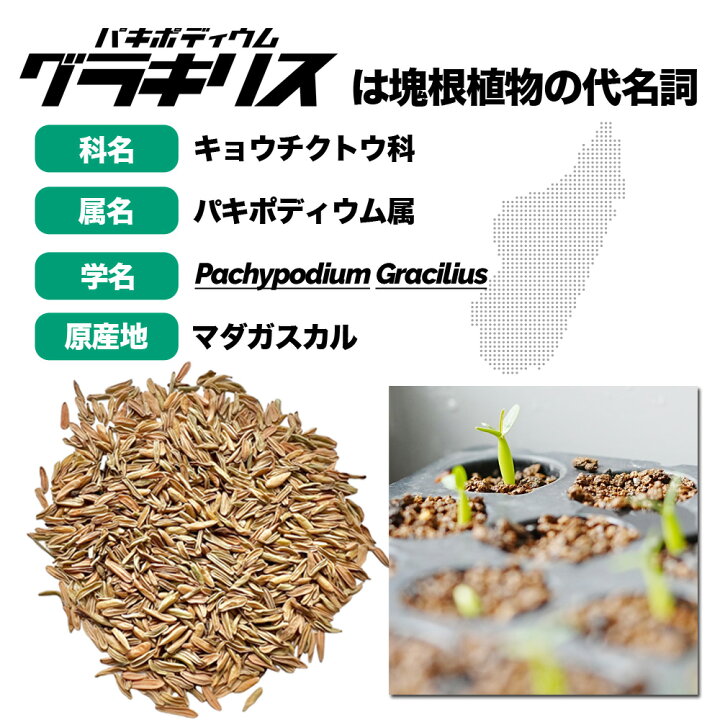楽天市場】【種子20粒】パキポディウムグラキリス Pachypodium 