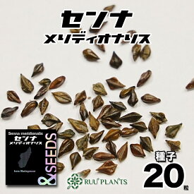 【種子20粒】センナ・メリディオナリス Senna meridionalis マダガスカル産 塊根植物コーデックス RUU PLANTS