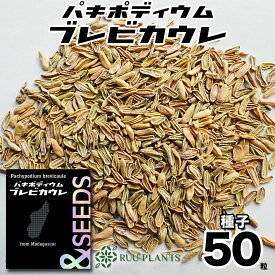 【種子50粒】パキポディウム・ブレビカウレ Pachypodium brevicaule 種 塊根植物 恵比寿笑い 種子 マダガスカル