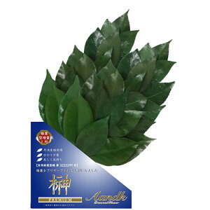 A&K v~A OgY֗tgp MTCY({[^Cv)  ASNSKK-007PL|G݁EԁEK[fjOECeA G Gݕi