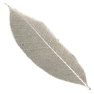 ���}�R�[ �p�� �Ɩ��p �������؂̗t L 100���� ASNyamaco24325|�G�݁E�z�r�[�E�C���e���A �L�b�`���G�� �H��E�J�g�����[