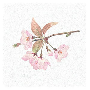 }R[ p Ɩp ʃ~lGʃV[g  (200) ASNyamaco66366|G݁Ezr[ECeA Lb`G HEJg[