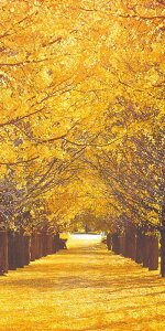 180cm Ǖ؃XN[ [ONSDITA5250]  |lHϗtA  tFCN   t  fR[V  Cxg p[eB[ Xܑ fBXvC  t Ǌ| 