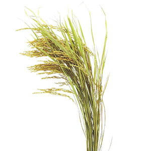 50cm i20{j [ONSPANP8887] |lHϗtA  tFCN  t  G ̔ fR[V  Cxgpi p[eB[ t[AWg CeA Xܑ fBX