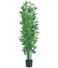 楽天市場 観葉植物 竹の通販
