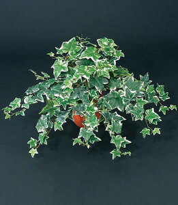 55cm I_ACr[ubV(162) [ONSLEBU1593] | t[ tFCN lHϗtA [t  fR[V  Cxg p[eB[ t[AWg Xܑ tFCNO