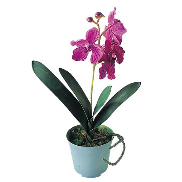 楽天市場 35cm バンダポット Onsflgd7657 造花 人工観葉植物 アーティシャルフラワー フェイクグリーン 鉢花 ポット付き 鉢付き 装飾 飾付 デコレーション イベント フラワーアレンジメント 店舗装飾 花材 ディスプレイ 室内装飾 飾り付け お祝い パンダ 蘭 洋蘭 ラン