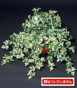 55cm I_ACr[ubV(222) [ONSLEBU7601] |lHϗtA tFCNO[   fR[V t Xܑ fBXvC  CeA t[AWg A