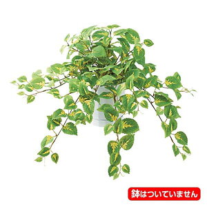 50cm tbVREXubV [ONSLEBU7665] |lHϗtA tFCNO[   fR[V t Xܑ fBXvC  CeA t[AWg A