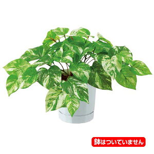 30cm |gXubV(43) [ONSLEBU7684] |lHϗtA tFCNO[   fR[V t Xܑ fBXvC  CeA t[AWg