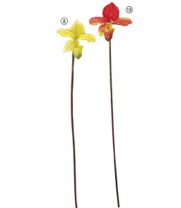 75cm ptBIyfB [ONSFLSP3694] |lHϗtA A[gt[  t[ tFCNO[  t  fR[V  Cxg p[eB[ t[AWg Xܑ