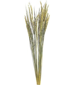 80cm Cizi50{) [ONSDO50110] |VRf A[gt[  t[ tFCNO[   t fR[V  Cxg p[eB[ t[AWg ԍ CeA 