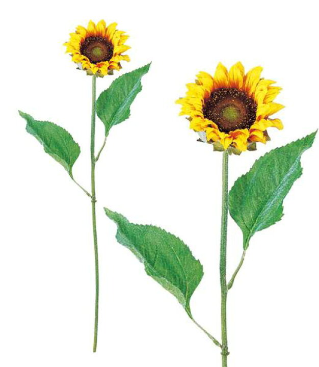 楽天市場 50cm ヒマワリ Onsflsp3696 人工観葉植物 アートフラワー 造花 フラワー フェイクグリーン 装飾 飾付 デコレーション 飾り イベント パーティー フラワーアレンジメント インテリア 店舗装飾 ディスプレイ 室内装飾 飾り付け 夏 ひまわり 向日葵 造花装飾