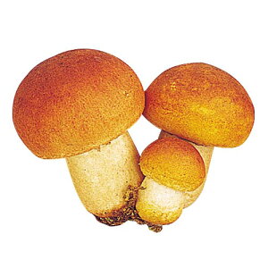 60mm }bV[ [ONSDIFV7276] |tFCNt[h HiTv vJ fBXvC fR[V 蕨  t   Cxg p[eB[ t[AWg Xܑ 