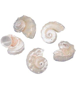 4`5cm p[VFi5j[ONSDO55760] |lHϗtA A[gt[  tFCN  t  G ̔ fR[V  Cxg p[eB[ t[AWg Ce