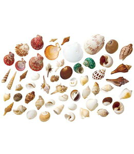 3`8cm CeAVF [ONSMMIC-50] |lHϗtA A[gt[  tFCN  t  G ̔ fR[V  Cxg p[eB[ t[AWg CeA X