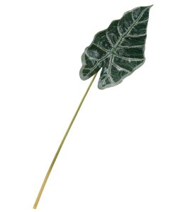 55cm A}]jJ[t [ONSLESP7673] |lHϗtA A[gt[  t[ tFCNO[   t fR[V  Cxg p[eB[ t[AWg ԍ C