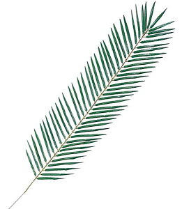 105cm tFjbNXp[[t(67) [ONSLESP3534] |lHϗtA A[gt[  tFCNO[   t fR[V  Cxg p[eB[ t[AWg ԍ 