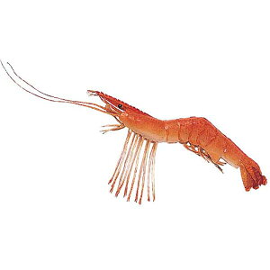 20cm Vv [ONSDIFI7923] |HiTv tFCNt[h  fBXvC fR[V t Xܑ Tv 蕨 vJ Cxg G CV Gr