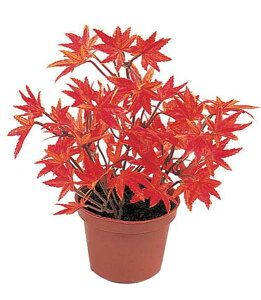 もみじ 鉢植えの人気商品 通販 価格比較 価格 Com もみじ 鉢植えの人気商品 通販 価格比較 価格 Com
