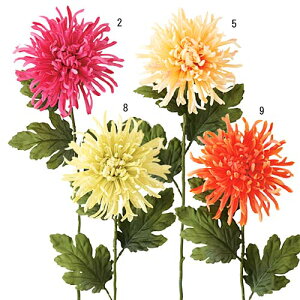 75cm e [ONSFLSP5891] |lHϗtA A[gt[  t[ tFCNO[  t  fR[V  Cxg p[eB[ t[AWg Xܑ e  LN