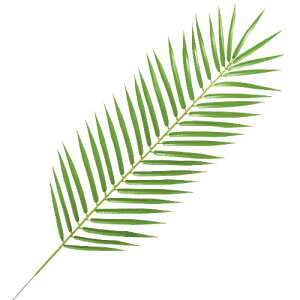 75cm CgO[tFjbNXp[[t(43) [ONSLESP3878] |lHϗtA  tFCNO[   t fR[V  Cxg p[eB[ t[AWg ԍ C