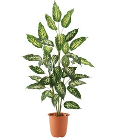 楽天市場 ディフェンバキア 花 観葉植物 花 ガーデン Diy の通販
