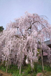 ^yXg[[MRSMTS-4702]| tFCNO[ lHA fR[V Xܑ   t t[AW Ԍ  TN  XvO t ^yXg[yCe