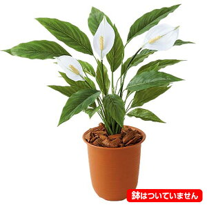 55cm XpbeBtBEubV(3/21)[ONSLEBU7668] |lHϗtA tFCNO[   fR[V t Xܑ fBXvC  CeA t[AWg 