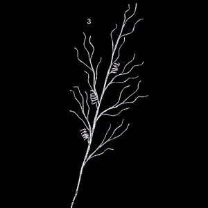 80cm VCj[EBgXvC [ONSLESP6406] | tFCN lHϗtA NX}X  fR[V K[h I[ig  Cxg p[eB[ t[AWg  }