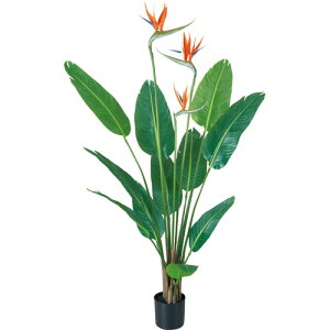 観葉植物 ストレリチア 光触媒の人気商品 通販 価格比較 価格 Com