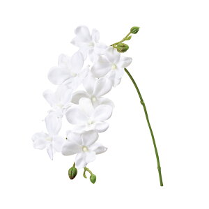 �v�����I�[�L�b�h ��101 PUREWH 1�{[TDLFM001044-101]|�A�[�e�B�t�B�V�����t�����[ ���� �t�����[�i�A�[�e�B�t�B�V�����j �Ӓ��� �t�@���m�y�t�����[�A�����W�����g �t�����[�M�t�g �C���e���A����