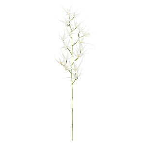 ���� �X�p�C�_�[�I�[�L�b�h WHITE 1�{[TDLFM007277-001]|�A�[�e�B�t�B�V�����t�����[ �t�����[�i�A�[�e�B�t�B�V�����j �I�[�L�b�h ���y�C���e���A�t�����[ ����� �t�����[�A�����W�����g �M�t�g