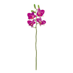 ���� �v���C�}���f���t�@�� ��12 ORCHID 1�{[TDLFM007427-012]|�A�[�e�B�t�B�V�����t�����[ �t�����[�i�A�[�e�B�t�B�V�����j �I�[�L�b�h ���y�C���e���A�t�����[ ����� �t�����[�A�����W�����g �M