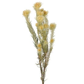 楽天市場 フィリカ 花 観葉植物 花 ガーデン Diy の通販