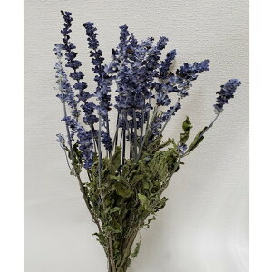 L40cm TrA hCt[ t[ i` [TDLDN000011] ϕs|VRf A[gt[   fR[V  Cxg p[eB[ t[AWg ԍ 