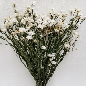 L40cm Ar[ hCt[ t[ i` [TDLDN000014] ϕs|VRf  tFCNO[   fR[V  Cxg p[eB[ t[AW